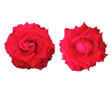 Üst manzara, kırmızı güllerin güzelliği beyaz arka planda izole edilmiş çiçek, stok fotoğrafı, Flora yazı, bahçe bitkisi.