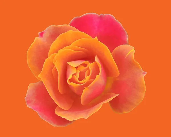 Orange roses blooming isolated on pure orange background, The beauty of natural flowers, Floral summer, Top veiw