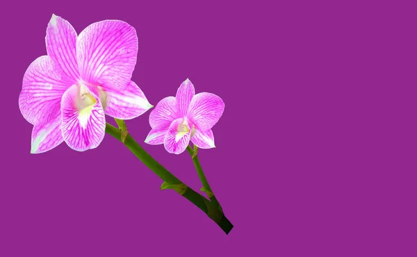 Nahaufnahme Wunderschön Von Lila Orchideen Blume Blüte Isoliert Auf Violettem — Stockfoto