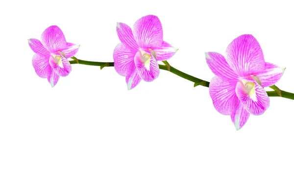 Piękne Purpurowe Storczyki Kwiat Kwiat Kwiat Odizolowany Białym Tle Magazynie — Zdjęcie stockowe