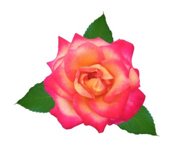 Üst manzara, sarı güllerin güzelliği beyaz arka planda izole edilmiş çiçek, stok fotoğrafı, Flora yazı, bahçe bitkisi.