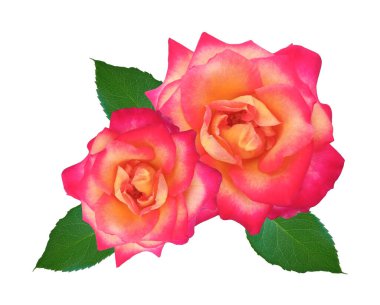 Üst manzara, sarı güllerin güzelliği beyaz arka planda izole edilmiş çiçek, stok fotoğrafı, Flora yazı, bahçe bitkisi.