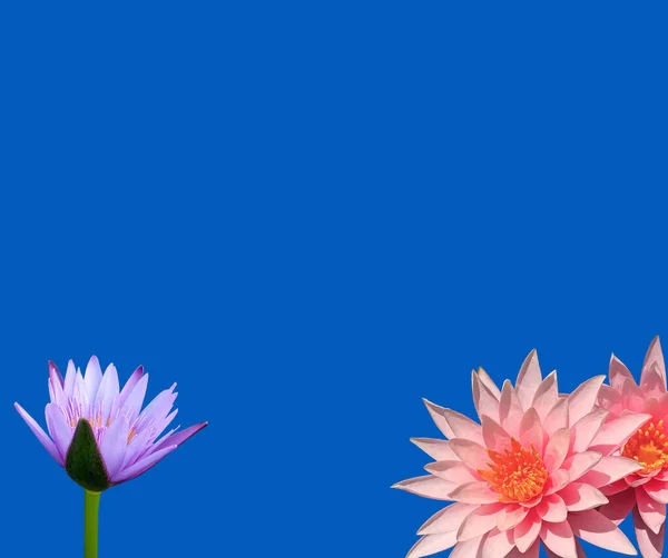 Top view, Beautityful of lotus flower bloom frame isolated on blue background, Stock photo, Flora summer, Garden plant