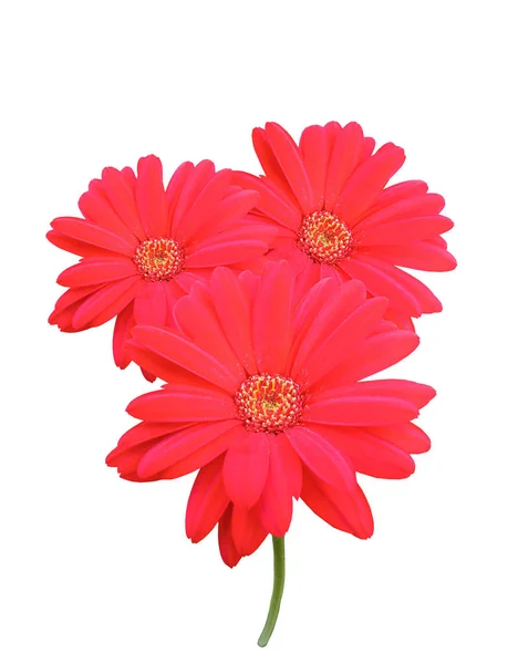 Верхний Вей Красный Барбертон Маргаритки Цветок Цветения Изолированы Белом Фоне — стоковое фото