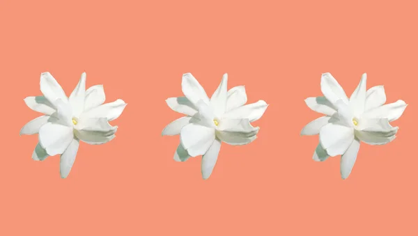 Набор Белого Цветка Жасминум Самбак Выделенный Пастельно Красном Фоне Ароматный — стоковое фото