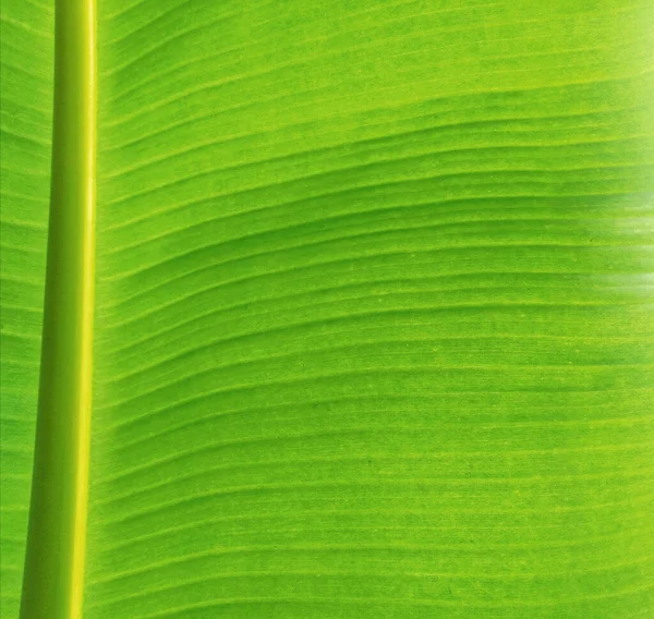 Fundo Borrado Abstrato Folha Banana Cor Verde Top Veiw — Fotografia de Stock