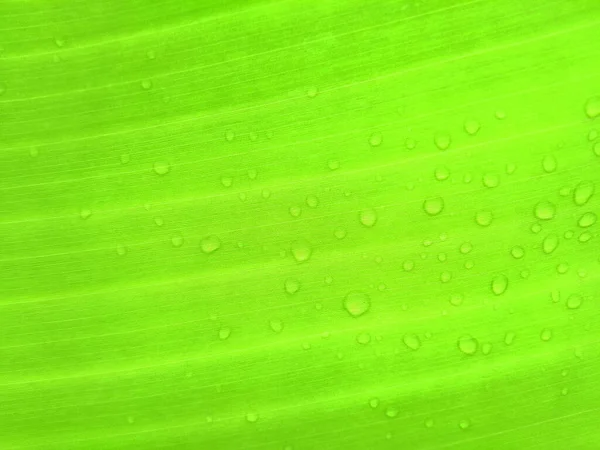 Abstrato Desfocado Fundo Gotas Água Folha Banana Cor Verde Top — Fotografia de Stock