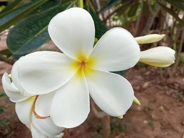 Zblízka Bílé Plumeria Květiny Plném Květu Stromě Rozmazané Pozadí Frangipani — Stock fotografie