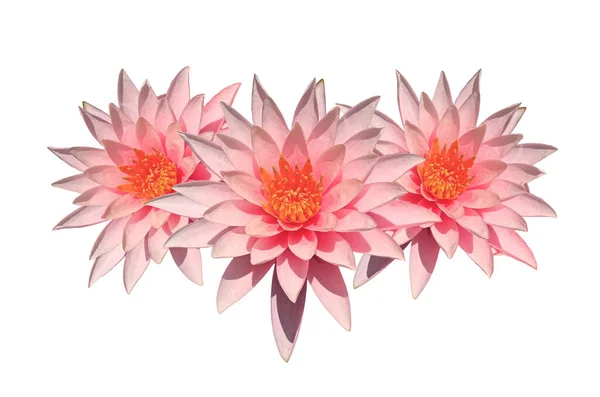 Veiw Supérieur Motif Fleurs Lotus Roses Fleuries Avec Pétales Blancs — Photo