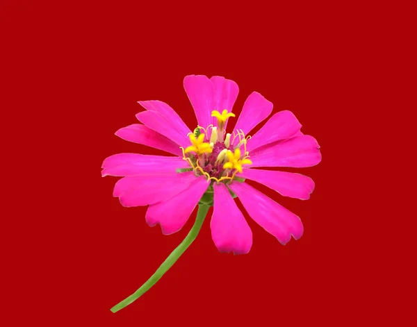 Góra Veiw Różowy Kwiat Cynku Izolowane Czerwonym Tle Zdjęciu Magazynie — Zdjęcie stockowe