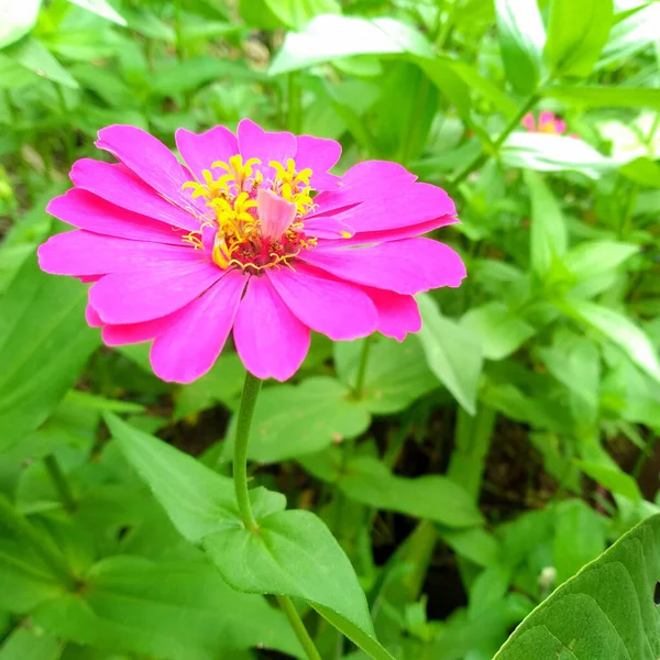 Зблизька Квітка Рожевої Цинінії Розквітає Дереві Зеленим Розмитим Фоном Стокової — стокове фото