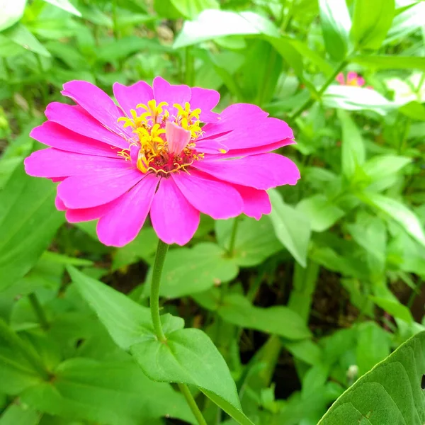 閉じると 株の写真のために緑色の背景がぼやけている木の上にピンクジニアの花を咲かせます ジンニア Zinnia ヒマワリ科の植物の属です 春の花 — ストック写真