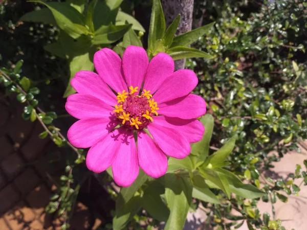 Zbliżenie Różowy Kwiat Cynku Kwiat Drzewie Zielonym Rozmazanym Tle Zdjęciu — Zdjęcie stockowe