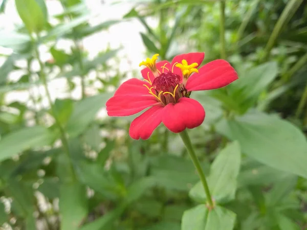 閉じると 株の写真のための緑の背景がぼやけている木の上に赤いジニアの花を咲かせます ジンニア Zinnia ヒマワリ科の植物の属です 春の花 — ストック写真