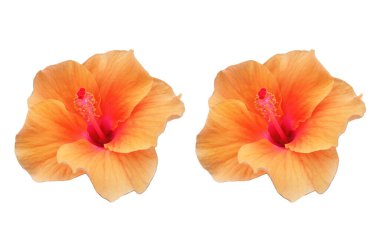 Turuncu amber çiçeği kolajı beyaz arka planda izole edilmiş.