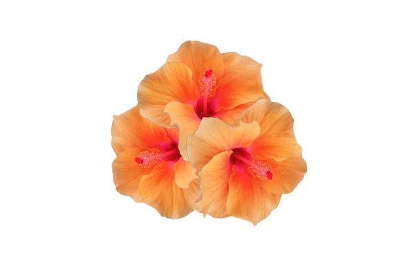 Kolaż Kwiat Hibiskusa Pomarańczowy Kwitnący Izolowany Białym Tle Stock Photo — Zdjęcie stockowe