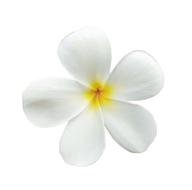 Beyaz Tesisatçı çiçekleri beyaz arka planda izole edilmiş. Frangipani, Tapınak ağacı, mezarlık ağacı.