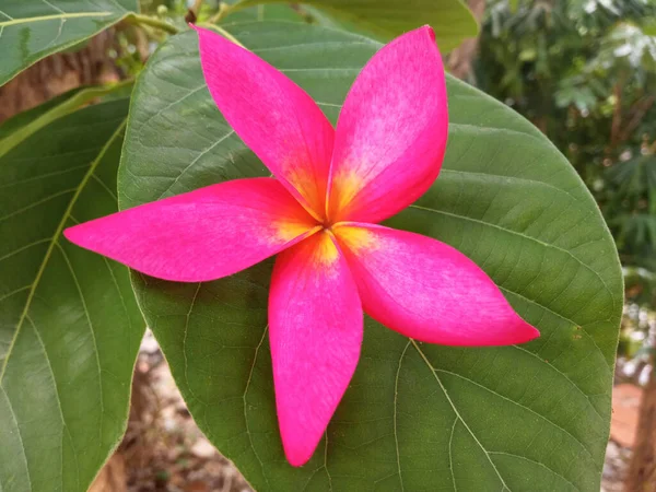 Dessus Veiw Fleurs Plumeria Pureple Pleine Floraison Sur Fond Flou — Photo