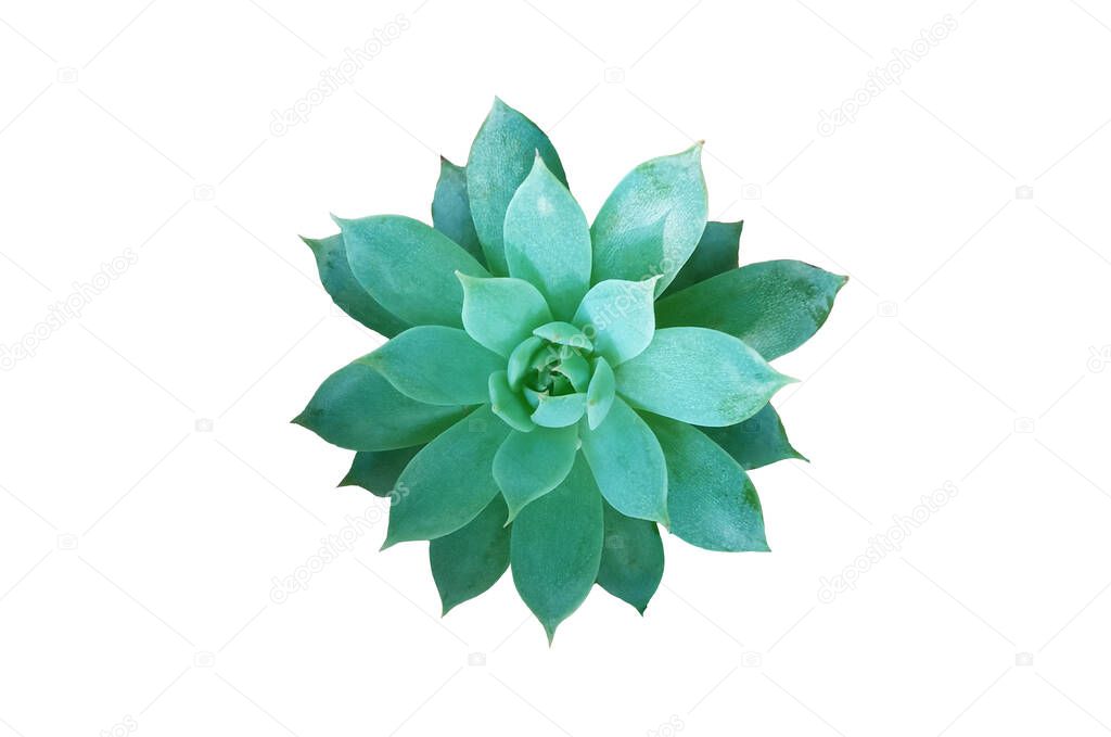 Top veiw, Green succulent plants isolated on white background for design, flat lay, big flora