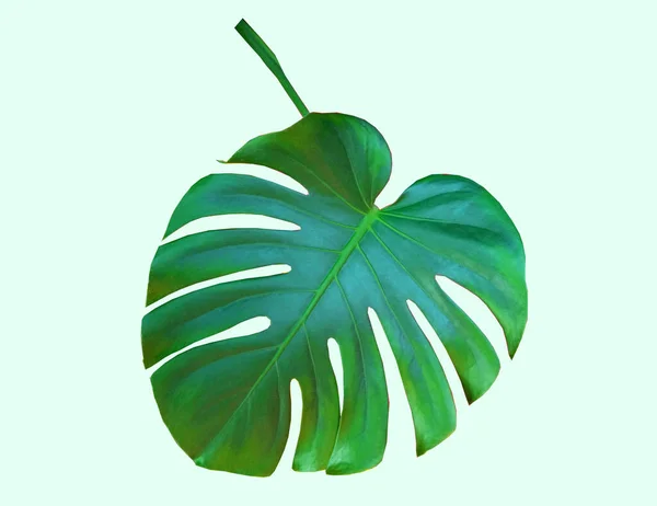 顶部Veiw 鲜亮的Monstera叶 在绿色背景上隔离 用于种群照片或广告 开花植物属 — 图库照片