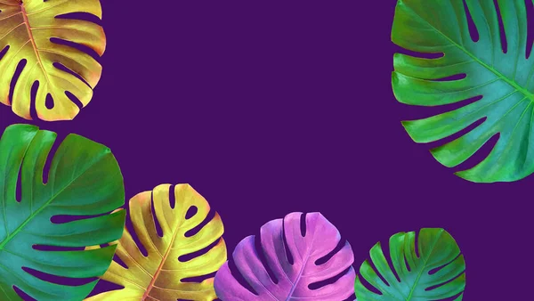 Draufsicht Schöner Mehrfarbiger Monsterblattrahmen Isoliert Auf Violettem Hintergrund Archivfoto Flora — Stockfoto