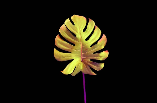 Золотий Тропічний Листок Флори Ізольований Чорному Тлі Рід Квіткових Рослин — стокове фото