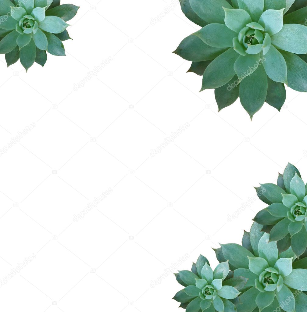 Design green succulent echeveria plants frame isolated on white background, topveiw, flat lay  