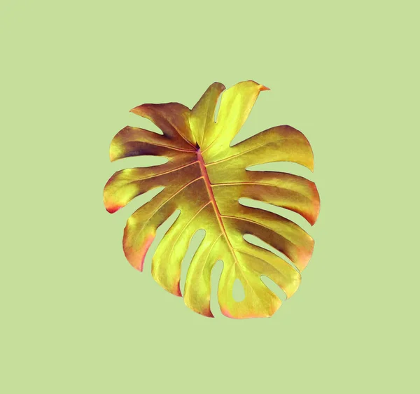 Yeşil Arka Planda Izole Edilmiş Altın Tropikal Bitki Yaprağı Çiçekli — Stok fotoğraf