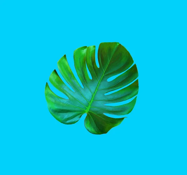 Flora Tropicale Monstera Foglia Verde Isolata Fondo Ciano Chiaro Genere — Foto Stock