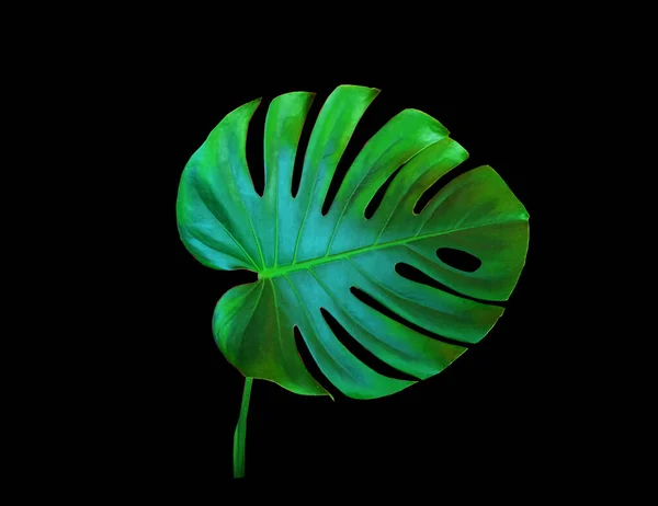 Top Veiw Bright Fresh Monstera Leaf Isolated Black Background Stock — Stock Photo, Image