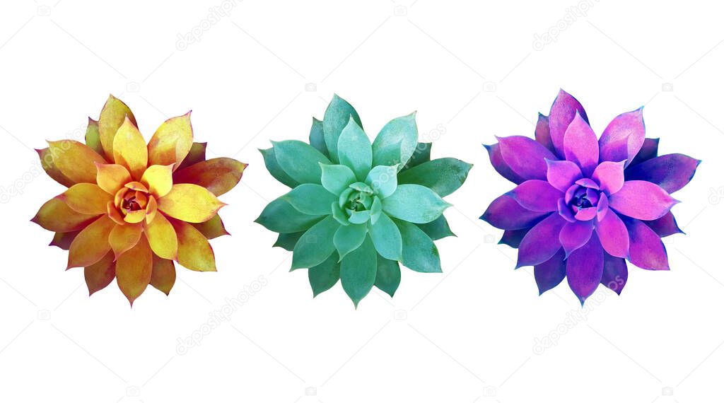Top veiw, Set of multicolor succulent echeveria plants isolated on white  background for design, flat lay, copy space