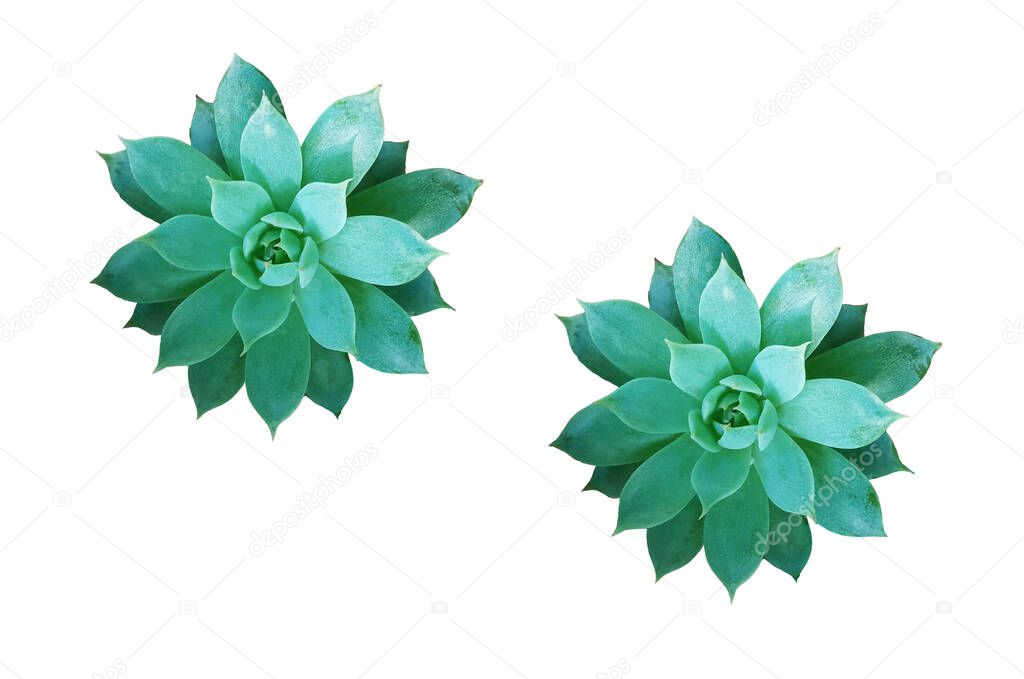 Top veiw, Collage of green succulent plants isolated on white background for design, flat lay