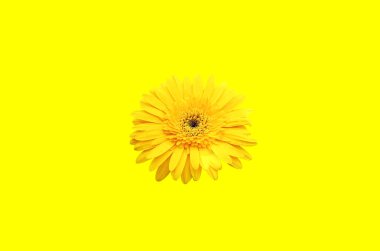 Sarı gerbera çiçeğinin sarı arka planda çiçek açması en üst veiw minimal sarı gerbera çiçek stok fotoğrafı veya illüstrasyon için izole edilmiş, bahar çiçekleri, düz uzanma