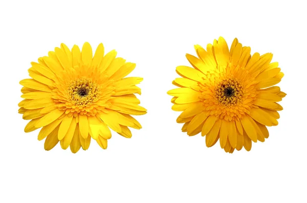 Closeup Two Yellow Gerbera Daisy Flower Blooming Isolated White Background — Stock Photo, Image