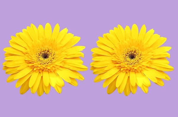 Nahaufnahme Zwei Gelbe Gerbera Gänseblümchen Blume Blüht Isoliert Auf Lila — Stockfoto