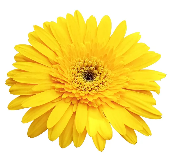 Closeup Amarelo Gerbera Flor Margarida Florescendo Isolado Fundo Branco Para — Fotografia de Stock