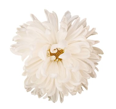 Yakın plan beyaz kasımpatı papatya çiçeği stok fotoğrafı ya da illüstrasyon için beyaz arka planda izole edilmiş, bahar çiçeği, düzlük