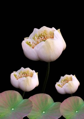 Dikey görüntü, tasarım beyaz nilüfer çiçeği çiçek ve yaprak çerçeve siyah arkaplanda izole fotoğraf, ev bitkileri, bahar çiçekleri, tapınma çiçekleri