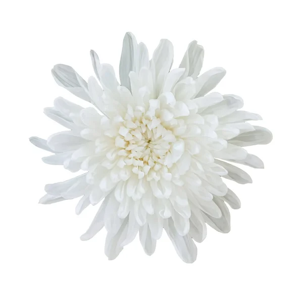 Top Veiw Blanc Chrysanthèmes Fleur Marguerite Floraison Isolé Sur Fond — Photo
