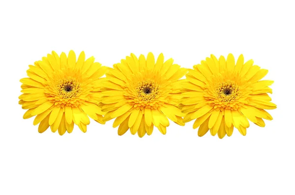 Design Pattern Yellow Gerberas Daisy Flowers Blooming Isolated White Background — Stock Photo, Image