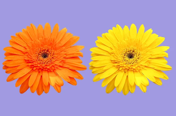 Closeup Πορτοκαλί Και Κίτρινο Λουλούδια Μαργαρίτα Ζέρμπερα Ανθίζουν Απομονωμένο Μωβ — Φωτογραφία Αρχείου