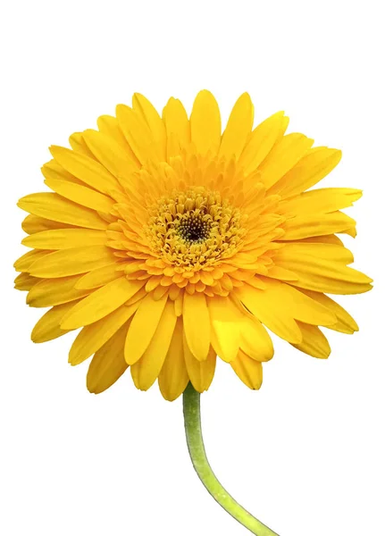 Closeup Κίτρινο Λουλούδι Μαργαρίτα Ζέρμπερα Ανθίζει Απομονωμένο Λευκό Φόντο Για — Φωτογραφία Αρχείου