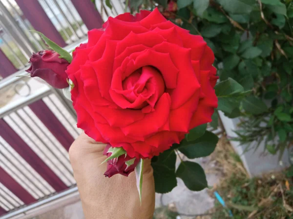 Close Hand Holding Red Roses Flower Bloom Tree Blurred Background — Stock Photo, Image