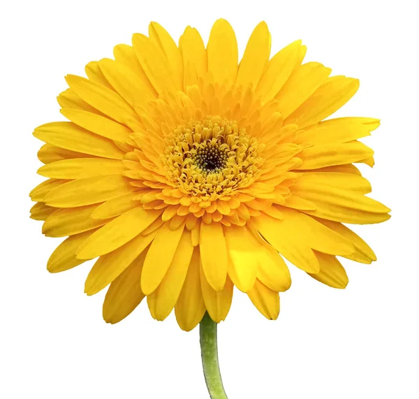 Closeup Yellow Gerbera Daisy Flower Blooming Isolated White Background Stock — Stock Photo, Image