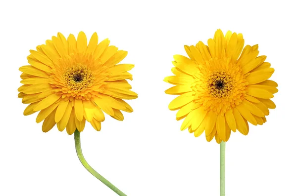 Closeup Two Yellow Gerbera Daisy Flower Blooming Isolated White Background — Stock Photo, Image