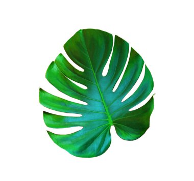 Beyaz arka planda izole edilmiş tropik yeşil yaprak bitkisi, çiçekli bitki cinsi, İsviçre peyniri bitkisi 