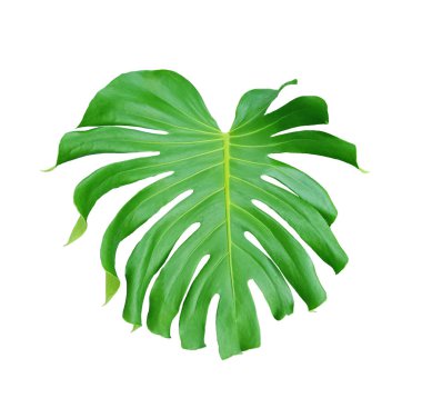 Beyaz arka planda izole edilmiş tropik yeşil yaprak bitkisi, çiçekli bitki cinsi, İsviçre peyniri bitkisi 