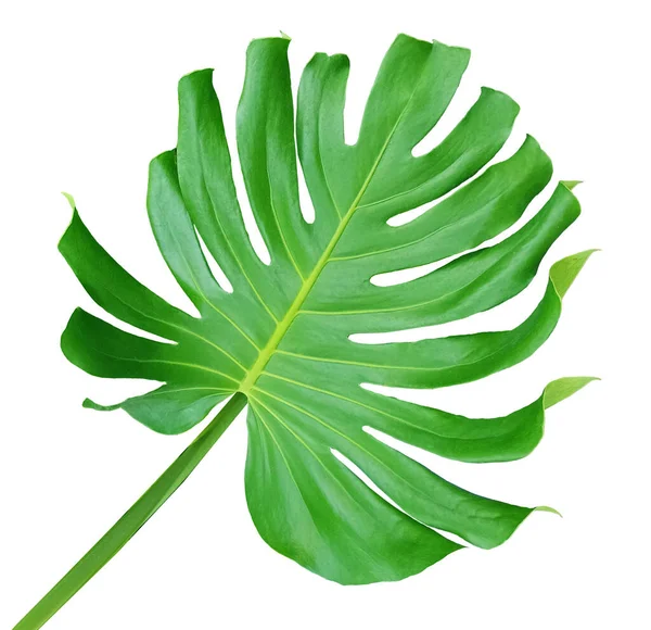 Tropical Flora Monstera Green Leaf Isolated White Background Genus Flowing — стокове фото