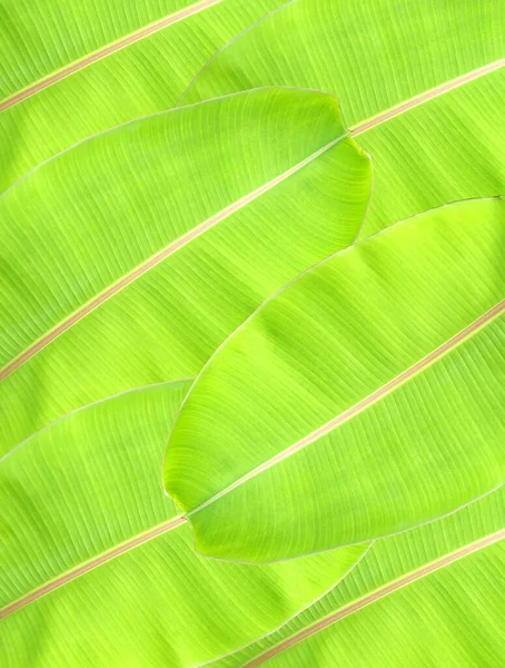 Top Veiw Abstrato Desfocado Banana Verde Folha Fundo Para Projeto — Fotografia de Stock