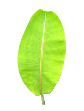 Dikey görüntü, dizayn muz yeşili yaprak stok fotoğrafı, ev bitkisi, bahar çiçeği, tropikal yapraklar için beyaz arkaplan izole